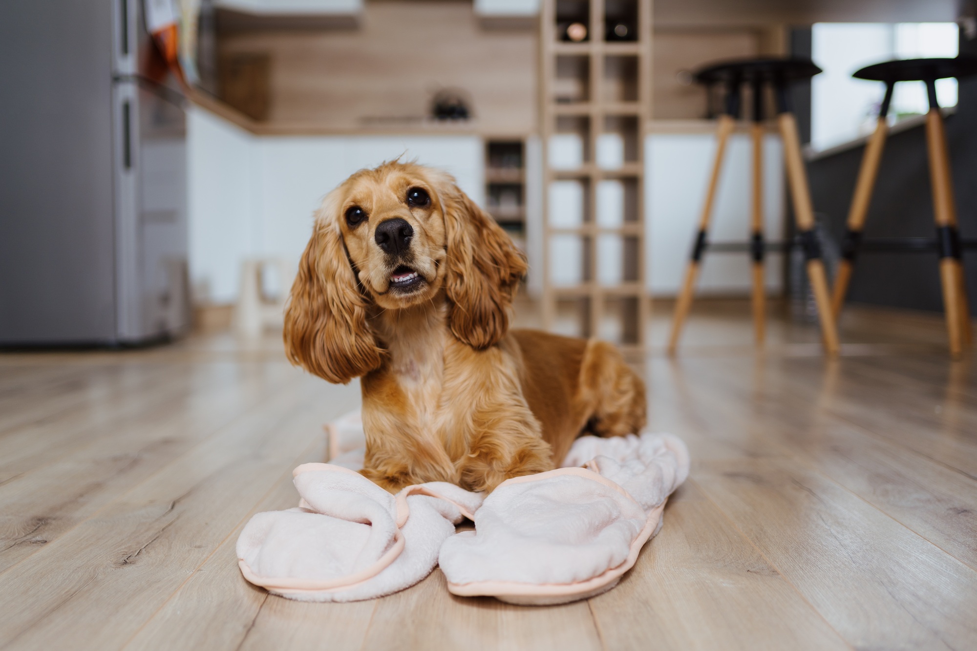 Cocker Spaniel dog lying on slippers indoors on a wood floor. Dog grooming in West Chester, PA, can keep your pet looking its best.